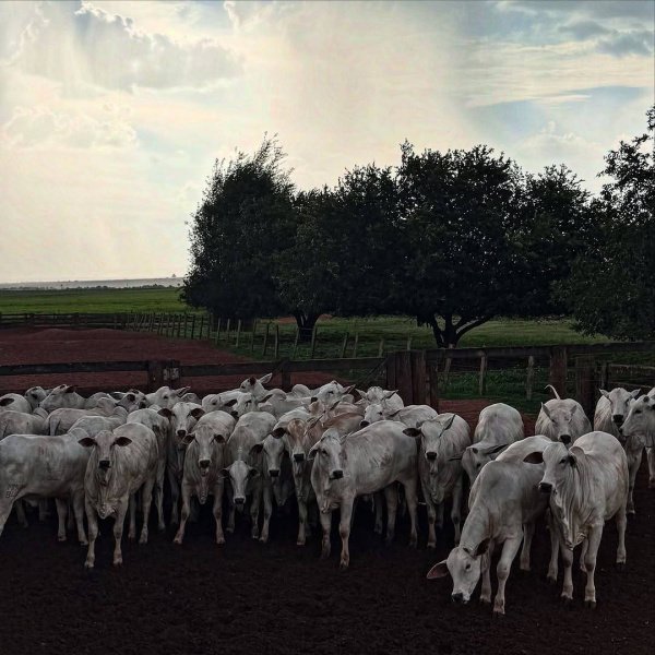 100 VACAS NELORE OU 900K NO PIX! ✅